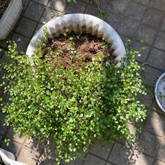 ワイヤープランツの画像