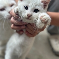 里親募集