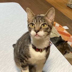 6ヶ月子猫
