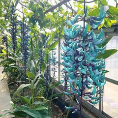 〔A/P〕【未経験OK！】川崎市緑化センター／植物管理スタッフ～花と触れ合う憩いの場を提供するお仕事ですの画像
