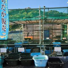 高級メダカすくい　10