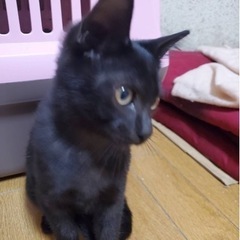 ♡ワクチン済みの2ヶ月子猫の里親募集♡