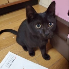 ♡ワクチン済みの2ヶ月子猫の里親募集♡ - 日立市