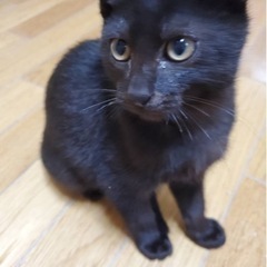 ♡ワクチン済みの2ヶ月子猫の里親募集♡ − 茨城県