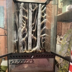 エキゾテラ 300✖️300✖️600H