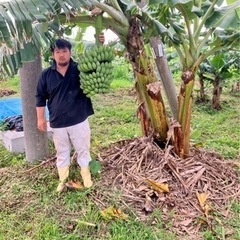 アップルバナナ苗の画像