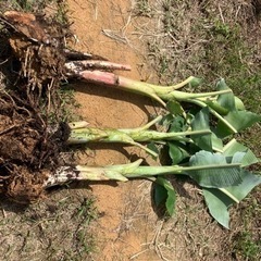 アップルバナナ苗の画像