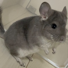 チンチラ バイオレット 2歳 齧歯類