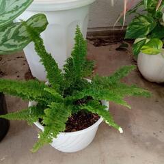 観葉植物C13