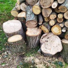 薪　丸太クヌギ、椎木の画像