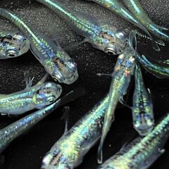 虹色めだかの画像