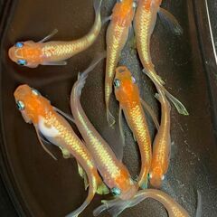 虹色めだかの画像