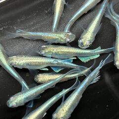 虹色めだかの画像