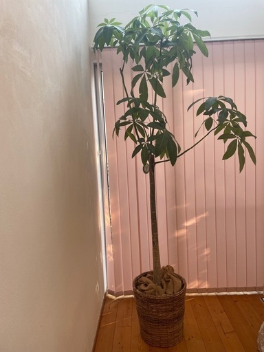 パキラ　観葉植物