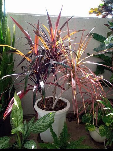 観葉植物ＬＬ5