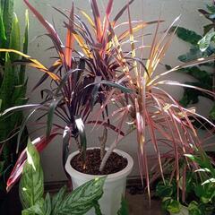 観葉植物ＬＬ5