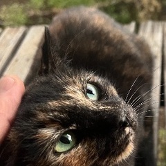里親募集　生後不明だが、成猫ではありません
