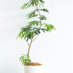 観葉植物　エバーフレッシュお譲りいただける方募集しています