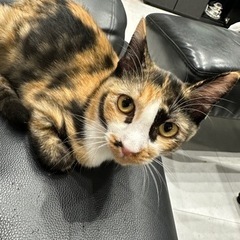 ミケたん