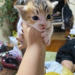 子猫決まりました！