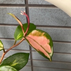 ホヤ ・サクララン・ 苗の画像