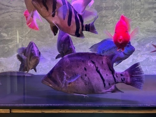 ダトニオプラスワン