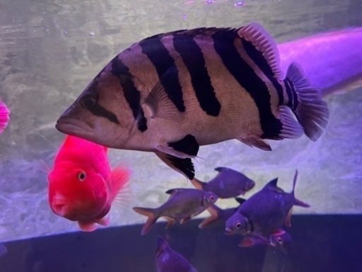 ダトニオプラスワン　②