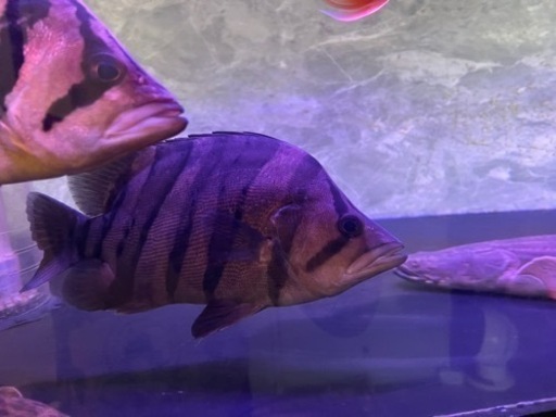 ダトニオプラスワン④