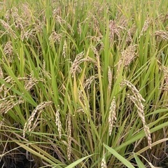 （引取予定）令和５年新米　一等級　３０ｋｇ