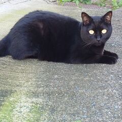 白猫、黒猫の里親募集