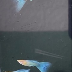 ②ブルートパーズグッピー　1ペア