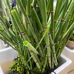 トクサ☆1本〜