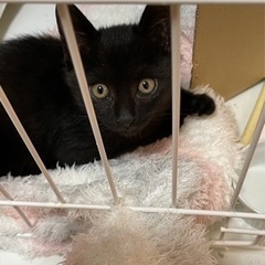 キジトラと黒猫 推定生後2ヶ月