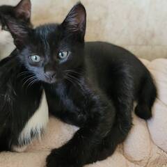 ちいさい黒猫　ウギくんの画像