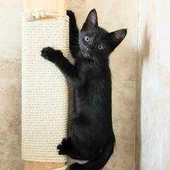 ちいさい黒猫　ウギくん - 里親募集