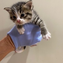 ※お問い合わせ多数のため受付を一時停止いたします。子猫の里親募集します