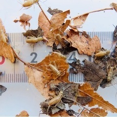 【生き餌】30匹+おまけ ヨーロッパイエコオロギ　Sサイズの画像