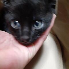 里親募集　黒猫
