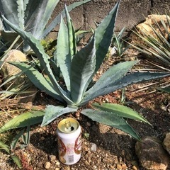 【売約済。他の物もあります。ご検討お願いします】アメリカーナ、アオノリュウゼツラン【葉幅約55cm】の画像