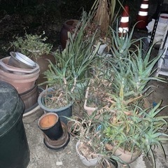 【無料】アロエや植物 鉢植え
