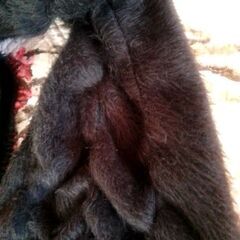 フリフリマフラーの画像