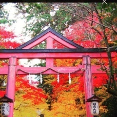 紅葉の名所　日吉大社へGO!