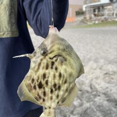【海釣り】平日 陸っぱり釣り仲間募集!!