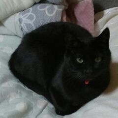 （終活セミナー）遺言・相続無料セミナーを開催。　土山平岡公民館1...