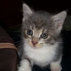 保護猫生後1ヶ月