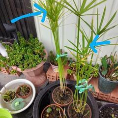 シュロガヤツリ鉢植え