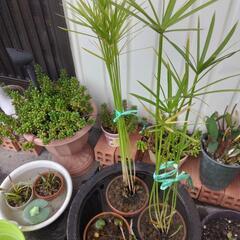 シュロガヤツリ鉢植えの画像