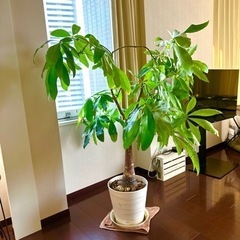 パキラ