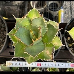 アガベ チタノタ 白鯨