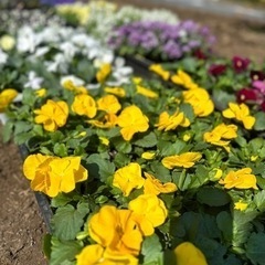 花壇整備のボランティアです。淵野辺駅 